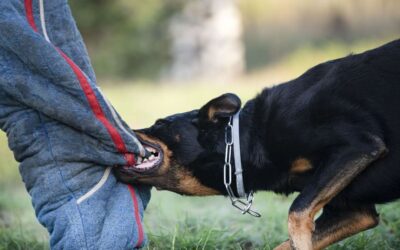 Odszkodowanie za pogryzienie przez psa – jak skutecznie dochodzić swoich praw?